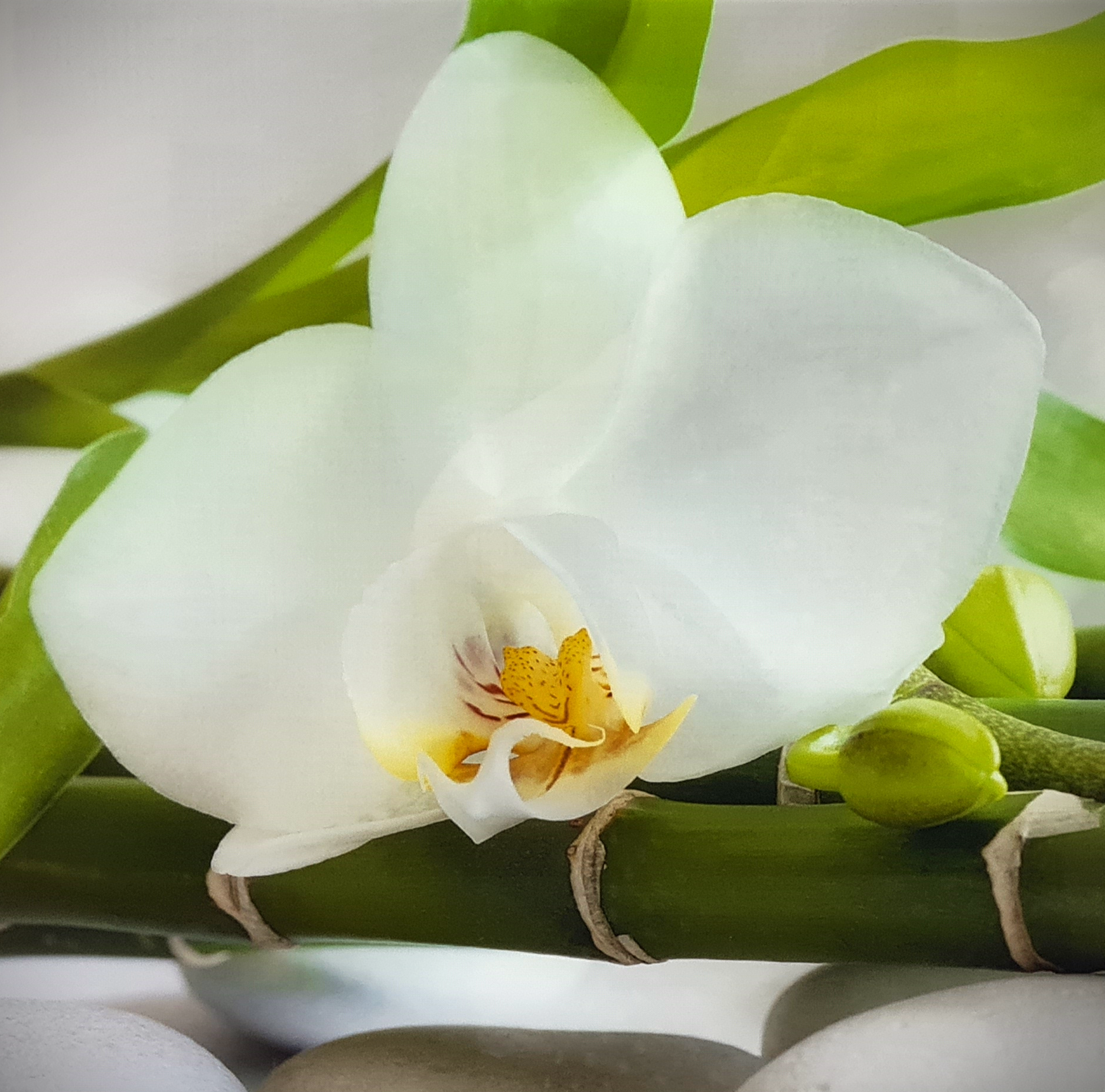 Bild von einem Blumen Bild in der Praxis